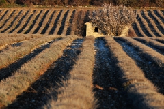 Provence