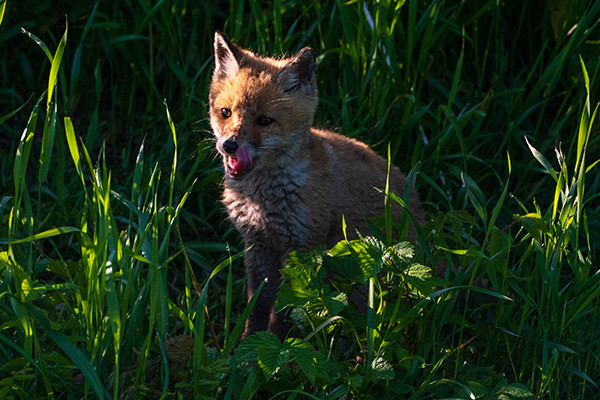 XM2_7653NEF600x400