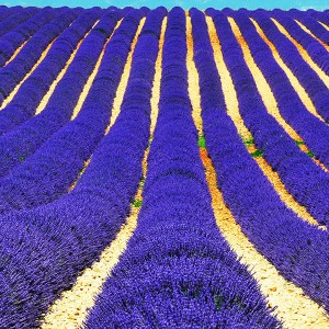 De Provence van de lavendel